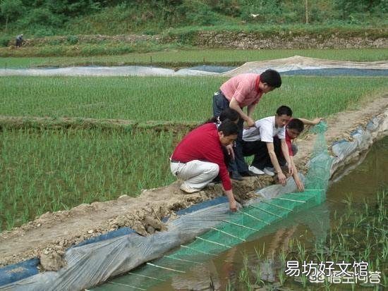 用地笼捕龙虾是什么原理?为什么龙虾、黄鳝等都喜欢进地笼?