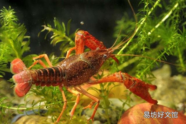用地笼捕龙虾是什么原理?为什么龙虾、黄鳝等都喜欢进地笼?
