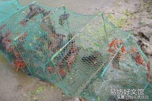 用地笼捕龙虾是什么原理?为什么龙虾、黄鳝等都喜欢进地笼?