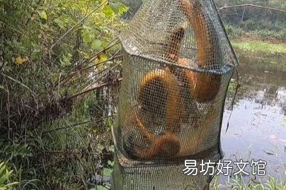 用地笼捕龙虾是什么原理?为什么龙虾、黄鳝等都喜欢进地笼?