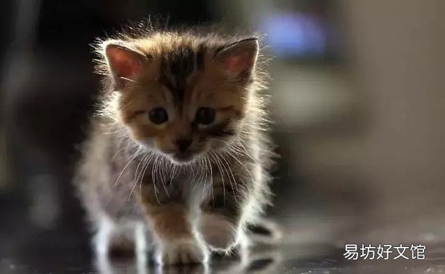 母猫第一胎成活率(母猫第一胎成活率多少)
