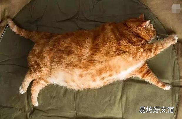 猫孕期一般多少天生产(猫孕期多少个月)