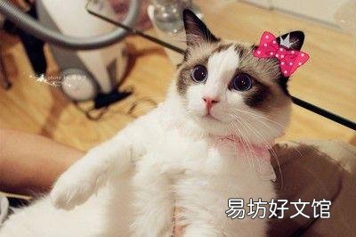 猫孕期一般多少天生产(猫孕期多少个月)