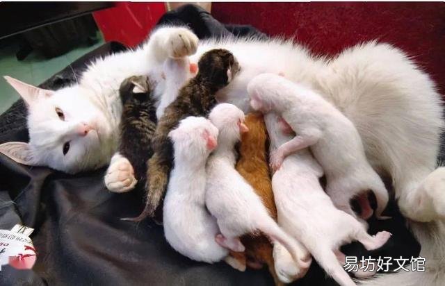 猫孕期一般多少天生产(猫孕期多少个月)