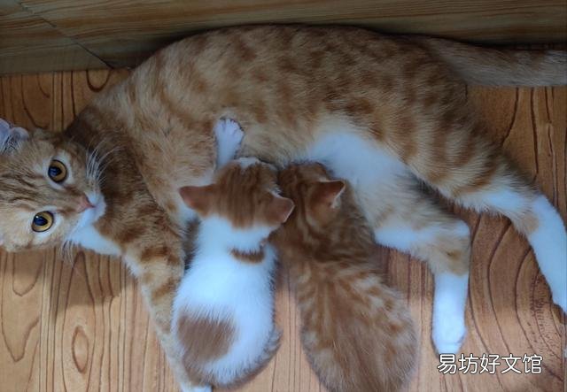 猫孕期一般多少天生产(猫孕期多少个月)