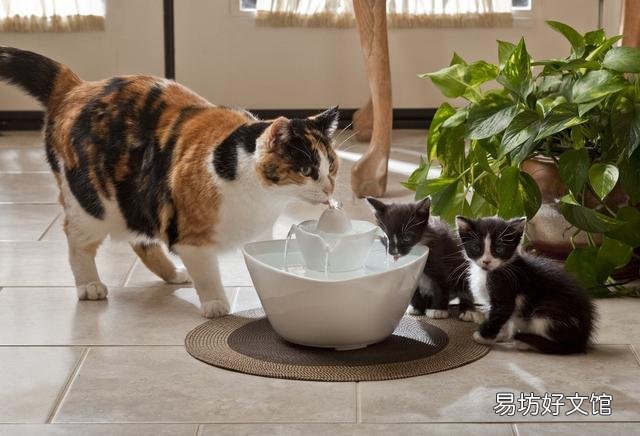 猫孕期一般多少天生产(猫孕期多少个月)