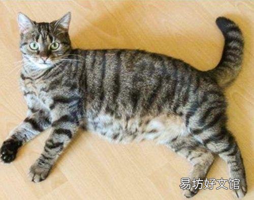 猫孕期一般多少天生产(猫孕期多少个月)