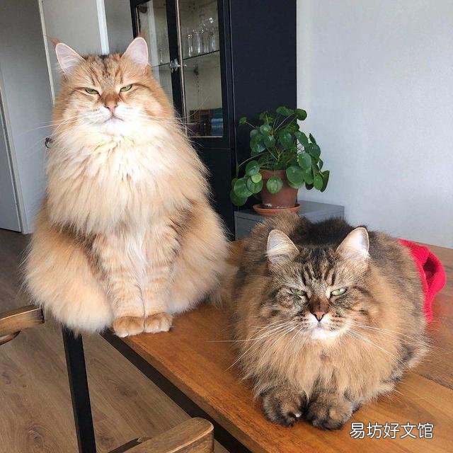 西伯利亚猫多少钱一只(西伯利亚猫多少钱一只幼崽)