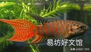 儿子喜欢养鱼,请问什么鱼既好看又好养?