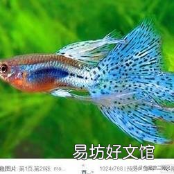儿子喜欢养鱼,请问什么鱼既好看又好养?