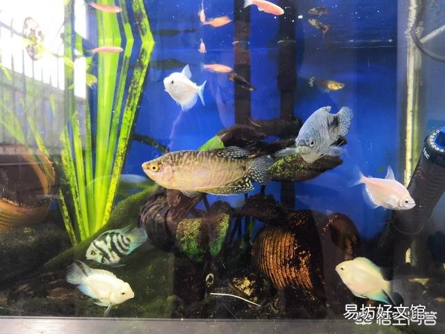 儿子喜欢养鱼,请问什么鱼既好看又好养?