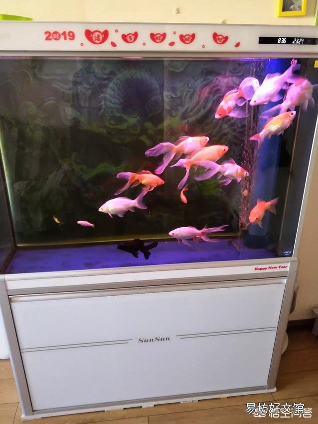 儿子喜欢养鱼,请问什么鱼既好看又好养?