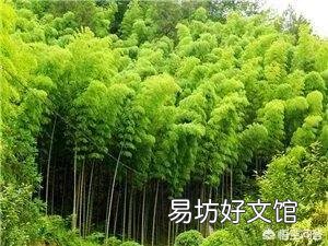 为什么竹子去年长了笋而今年不长了呢？