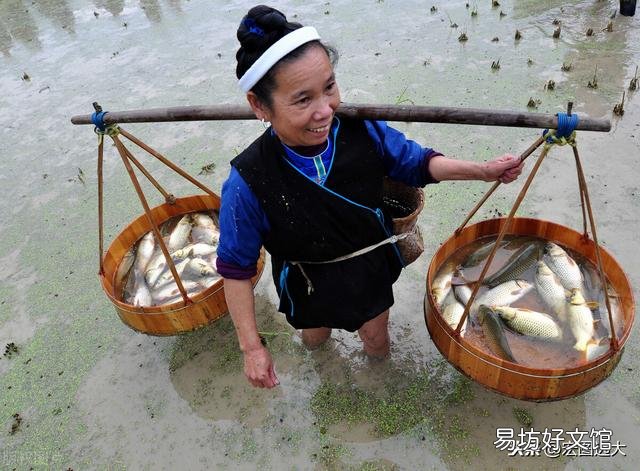 在稻田里养鱼，对水稻生长有好处吗，为什么？