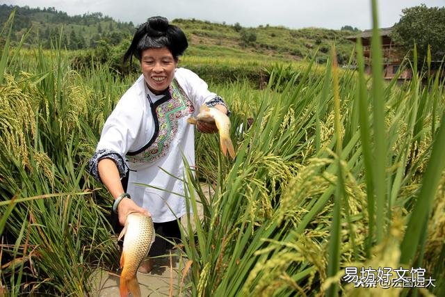 在稻田里养鱼，对水稻生长有好处吗，为什么？