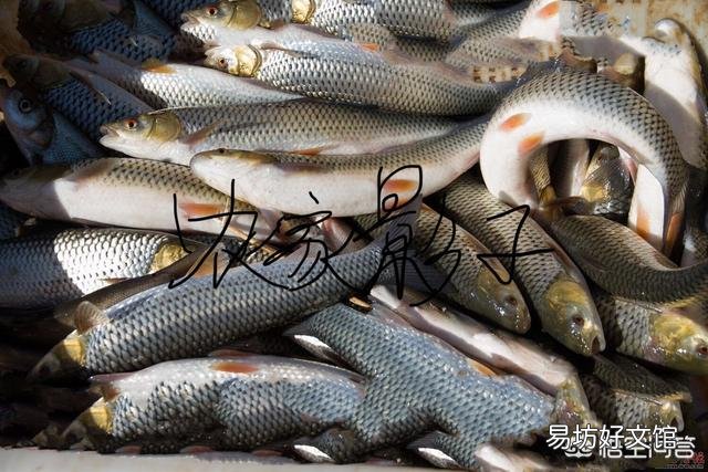 鱼塘放鱼苗要消毒吗?用什么来消毒?