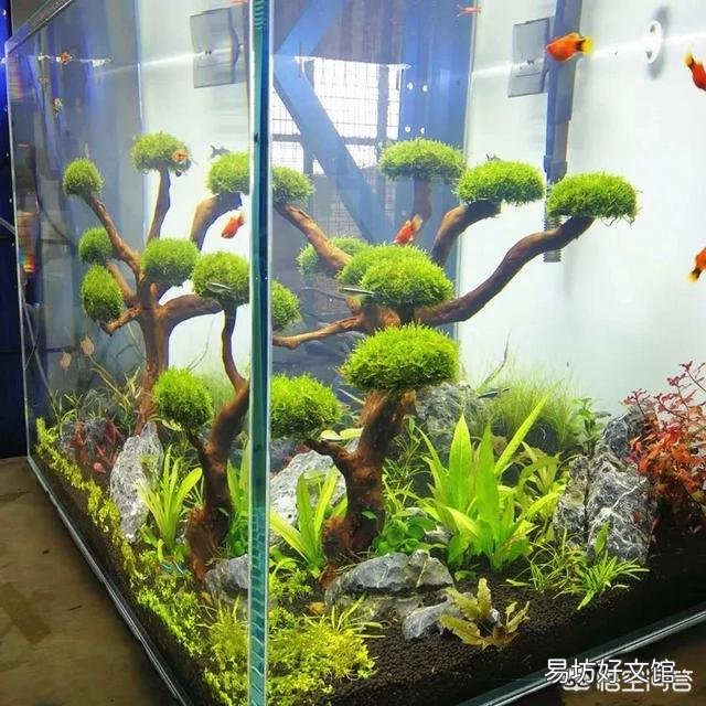 在时间不充裕的情况下怎样养好鱼?