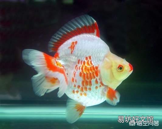 在时间不充裕的情况下怎样养好鱼?