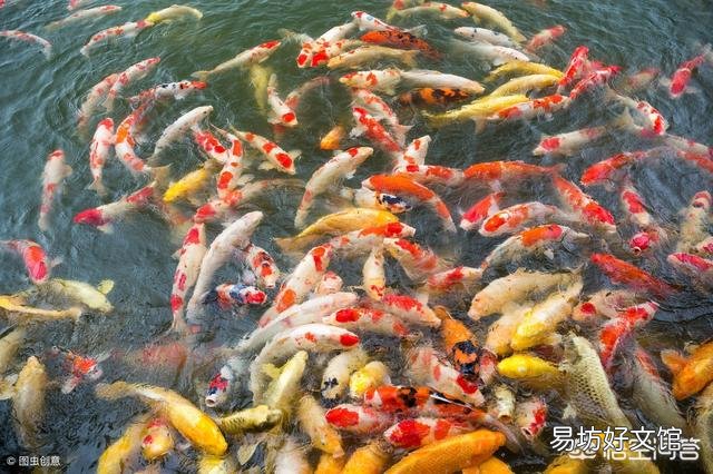 养锦鲤总是死鱼，水质到底有什么问题？
