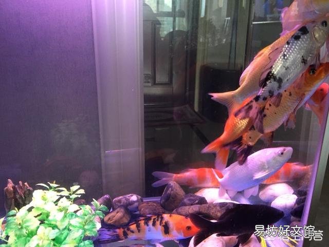 锦鲤鱼怎么喜欢爬缸？