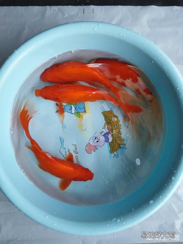 #萌星人成长记#如何才能延长观赏鱼的寿命？