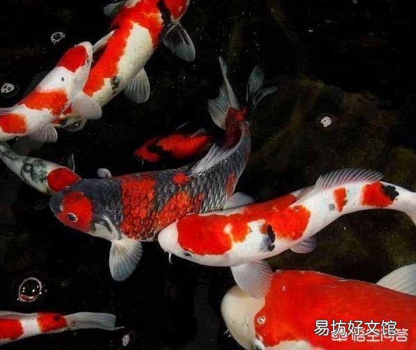 #萌星人成长记#如何才能延长观赏鱼的寿命？