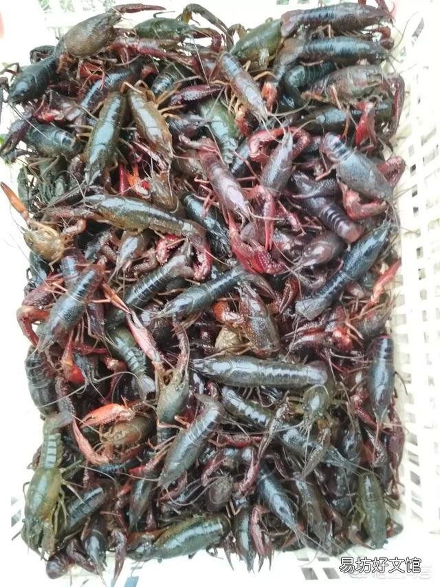 准备在老家养殖小龙虾，大家觉得前景怎么样？