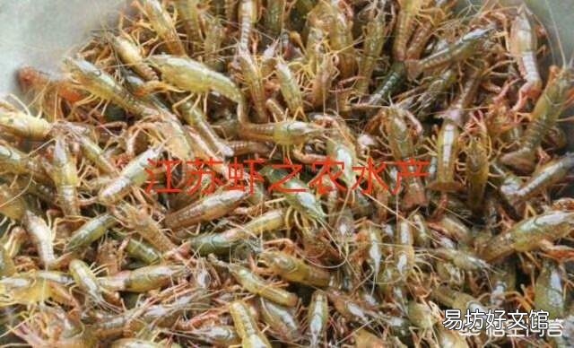 准备在老家养殖小龙虾，大家觉得前景怎么样？