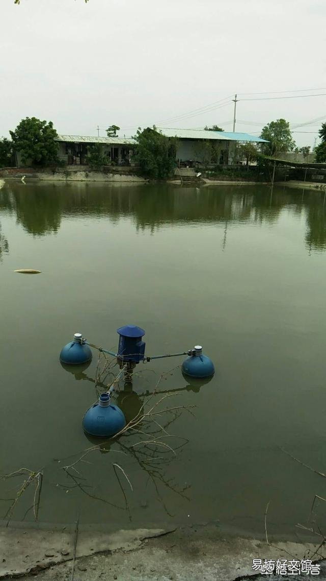 春季如何增强鱼体体质,预防疾病发生?