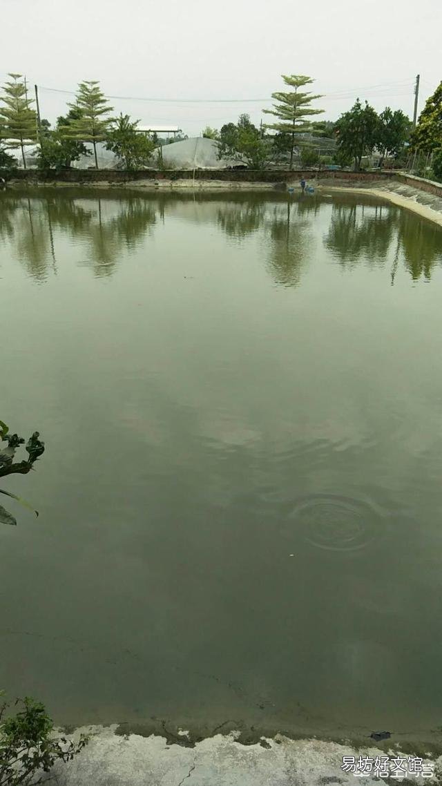 放鱼苗时,鱼塘的水需要加猪屎么?