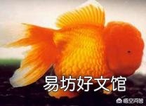 给观赏鱼投喂营养丰富的动物饵料就可以了,为何还要添加植物饵料?