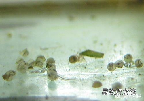 金鱼在缸里抛仔,会吃吗?会吃孵化出来的小鱼吗?