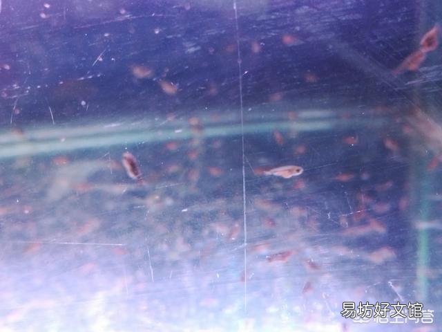 金鱼在缸里抛仔,会吃吗?会吃孵化出来的小鱼吗?
