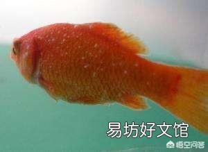 为什么新手养鱼容易得白点病？