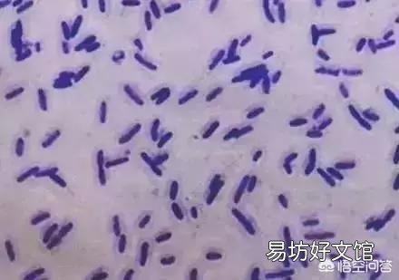 芽孢杆菌早春可以用吗?3、4月份?