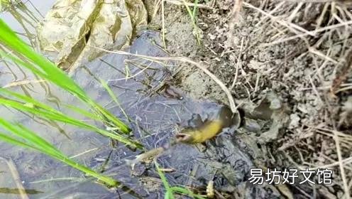 在农村稻田里面抓泥鳅和黄鳝，因为太滑抓不住，有哪些方法可以更容易的抓住它们？