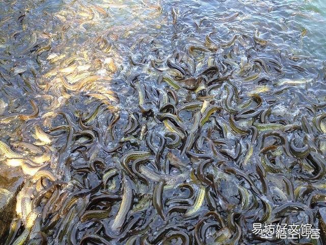 在农村稻田里面抓泥鳅和黄鳝，因为太滑抓不住，有哪些方法可以更容易的抓住它们？