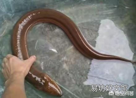 在农村稻田里面抓泥鳅和黄鳝，因为太滑抓不住，有哪些方法可以更容易的抓住它们？