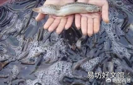 在农村稻田里面抓泥鳅和黄鳝，因为太滑抓不住，有哪些方法可以更容易的抓住它们？