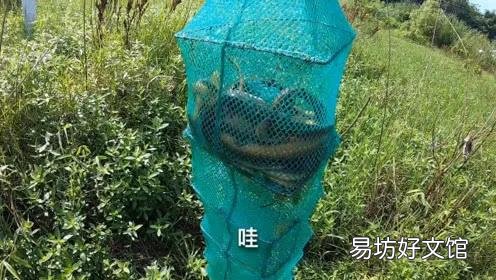 在农村稻田里面抓泥鳅和黄鳝，因为太滑抓不住，有哪些方法可以更容易的抓住它们？