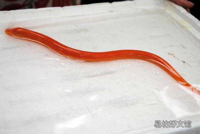 在农村稻田里面抓泥鳅和黄鳝，因为太滑抓不住，有哪些方法可以更容易的抓住它们？