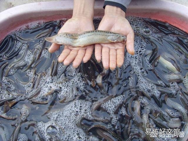 在农村稻田里面抓泥鳅和黄鳝，因为太滑抓不住，有哪些方法可以更容易的抓住它们？