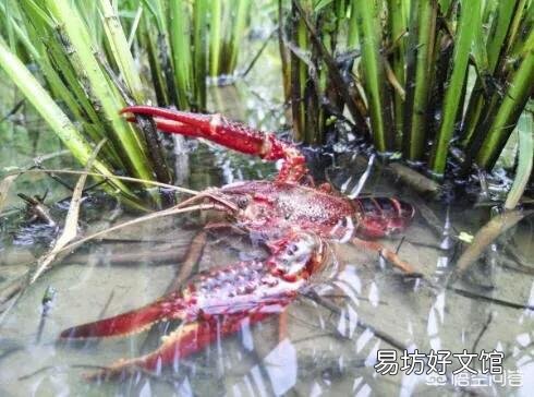 小龙虾养殖时,应该如何加水、换水?有哪些需要注意的技巧?