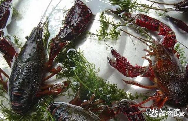小龙虾养殖时,应该如何加水、换水?有哪些需要注意的技巧?