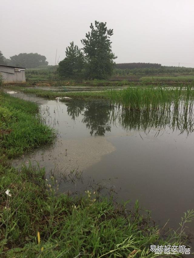 小龙虾养殖时,应该如何加水、换水?有哪些需要注意的技巧?