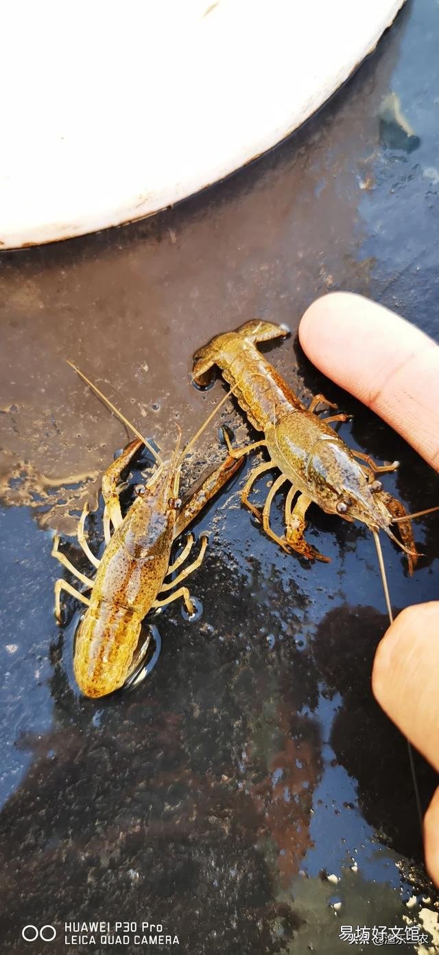 怎么刺激小龙虾提前产卵?