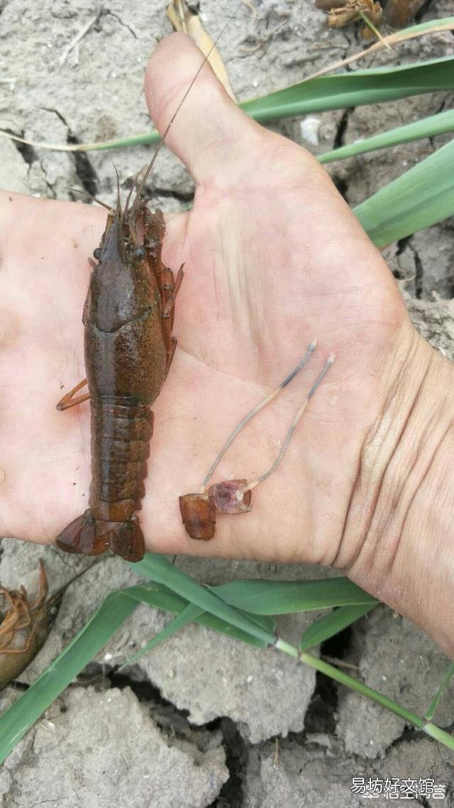 小龙虾的肠炎应该怎么医治和预防？