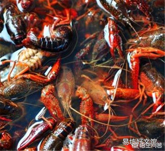 小龙虾的肠炎应该怎么医治和预防？