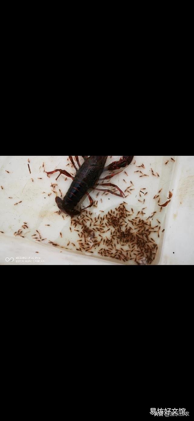 怎么刺激小龙虾提前产卵?