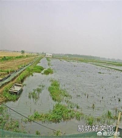 如何降低农药残留对稻田养虾的影响?